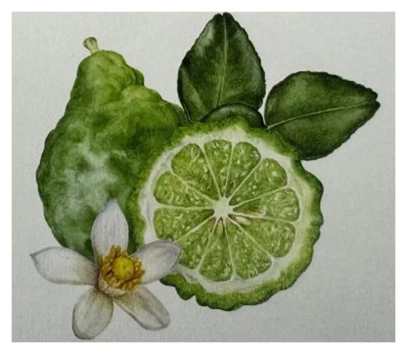 Aquarell: Bergamotte