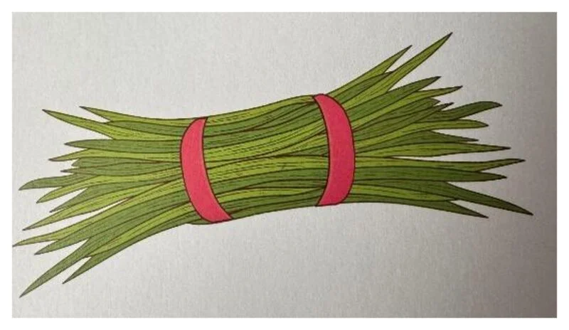 Aquarell: Vetiver-Grasbündel mit rotem Band