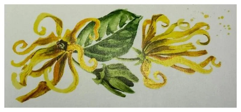 Aquarell: Ylang-Ylang